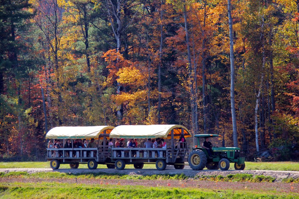 Muskoka Lakes Winery Lets You Take A Wagon Through The Fall Colours