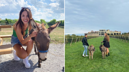 Niagara Winery Donkey