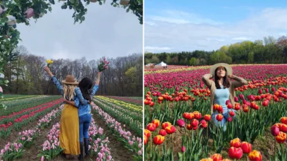 Pick tulips Niagara