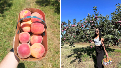 Peach Picking Niagara