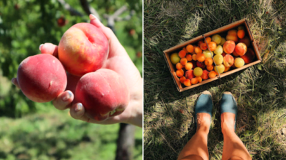 Pick-your-own peaches Niagara