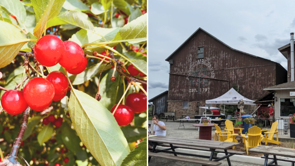 pick your own fruit in Niagara